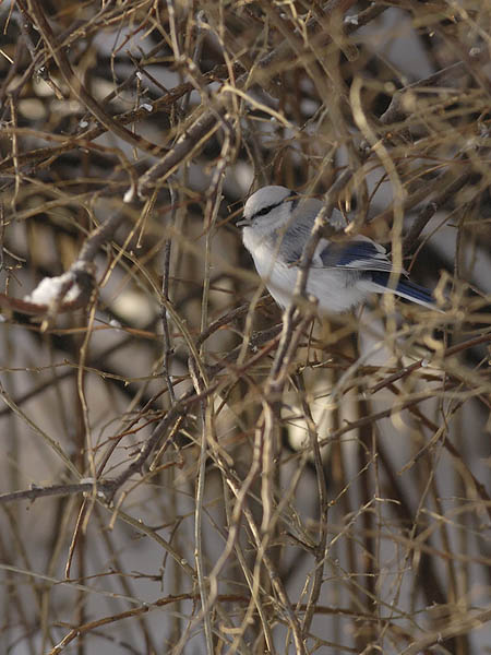 Valkopäätiainen, Azure Tit, Cyanistes cyanus